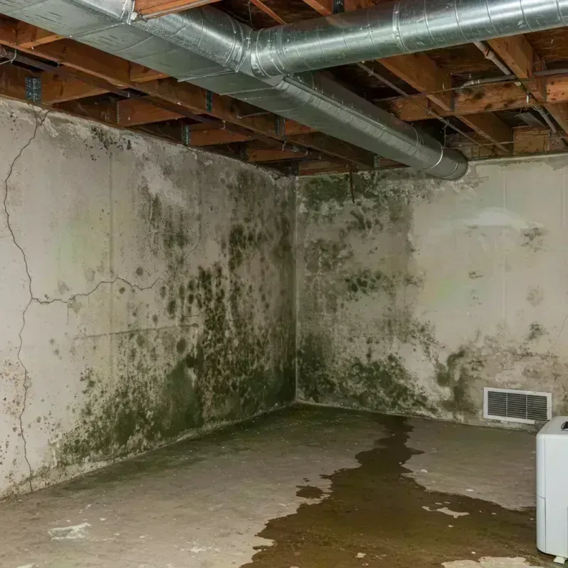 Professional Mold Removal in Covington, KY